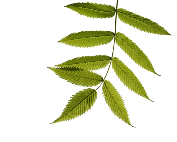 白い背景の上の若い緑の枝 — ストック写真