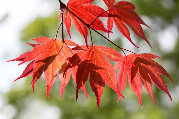 Leaves of red maple in the forest — Stock Photo, Image