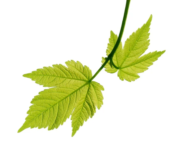 Young leaves of a maple on white background — Stock Photo, Image