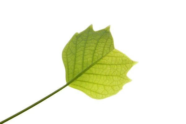 Hoja joven de tulipán sobre fondo blanco — Foto de Stock