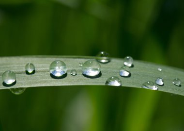 dewdrops güneş ışığı yeşil çimenlerin üzerinde