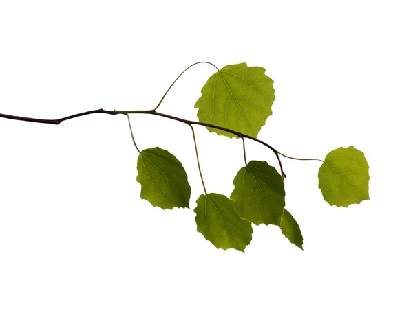 Branch with leaves on white background — Stock Photo, Image