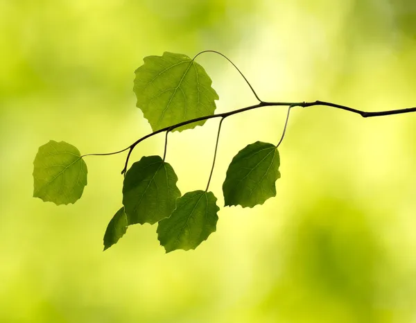 Ramo com folhas na floresta — Fotografia de Stock
