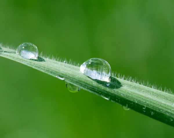 Dew drops on green grass in sunshine — Stock Photo, Image