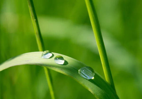 Dew drops på grönt gräs i solljus — Stockfoto