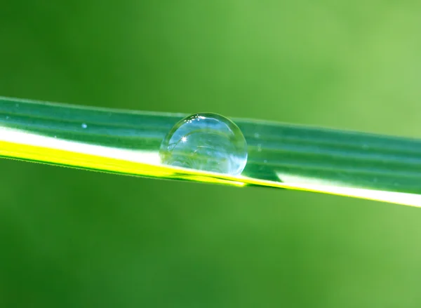 Gota de rocío en una brizna de hierba — Foto de Stock