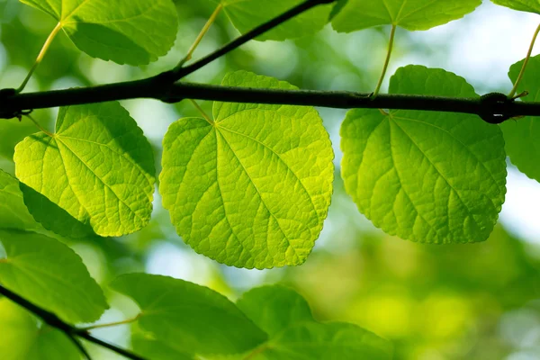 Folhas verdes frescas em uma floresta — Fotografia de Stock