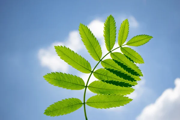 Grüner Zweig gegen den Himmel — Stockfoto