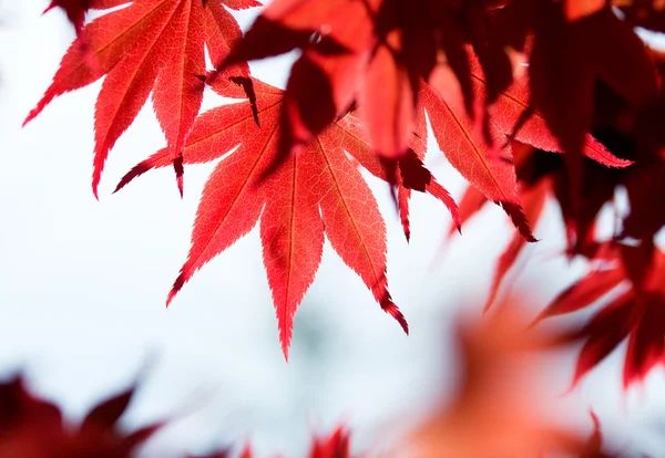 Bladen av röd lönn i skogen — Stockfoto