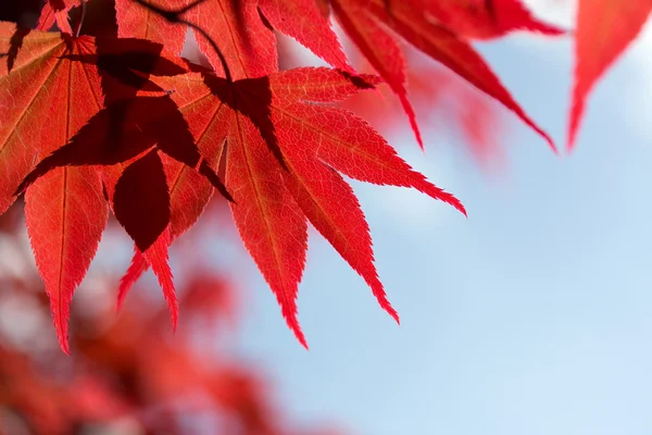 Red maple leaves against sky — Stock Photo, Image