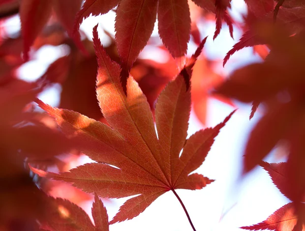 Den röda lönnlöv i en skog — Stockfoto