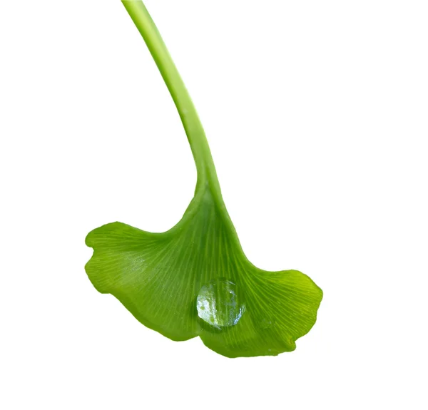 Капля росы на листье гинкго — стоковое фото