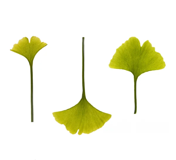 Ginkgo blad på vit bakgrund — Stockfoto