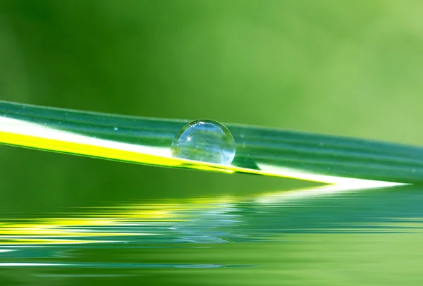 Drop of dew on blade of grass over water — Stock Photo, Image