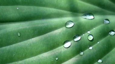 Yaprağın üzerine yağmur damlaları