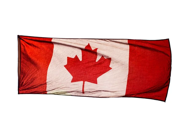 Bandiera canadese isolata nel vento su sfondo bianco — Foto Stock