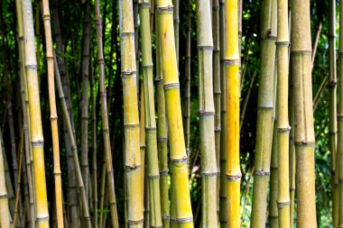 Orman bambu dalları