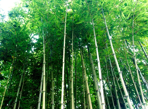 Troncos de bambu em uma floresta — Fotografia de Stock