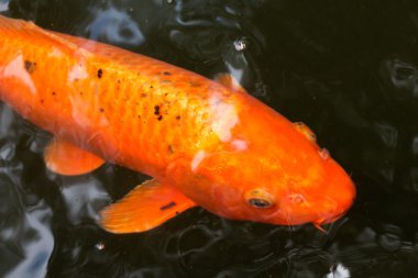 Gölde sazan balığı.