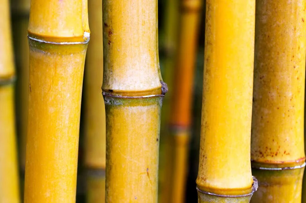 Caules de bambu na floresta — Fotografia de Stock