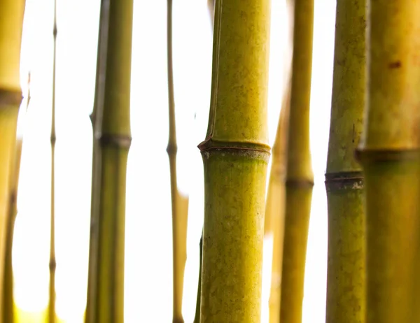 Bambu stjälkar på vit bakgrund — Stockfoto