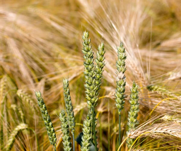 Oren van tarwe in rogge veld — Stockfoto