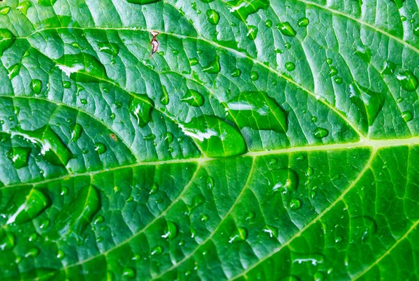 Gotas de chuva na folha verde — Fotografia de Stock