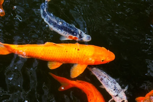 Japanische Karpfen im Teich — Stockfoto