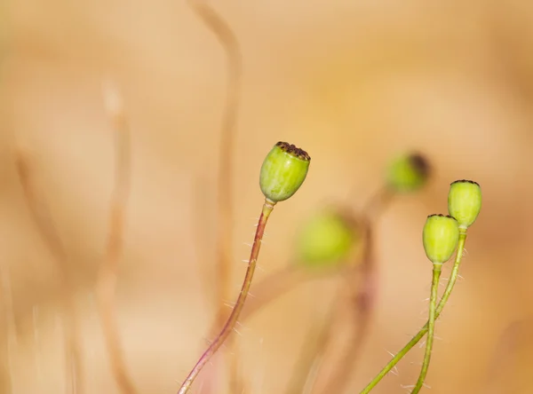 Poppy heads in the sunshine — Stock Photo, Image