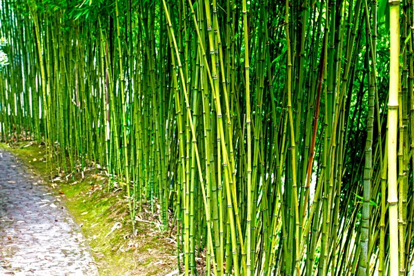 Caminho de pedra em uma floresta de bambu — Fotografia de Stock