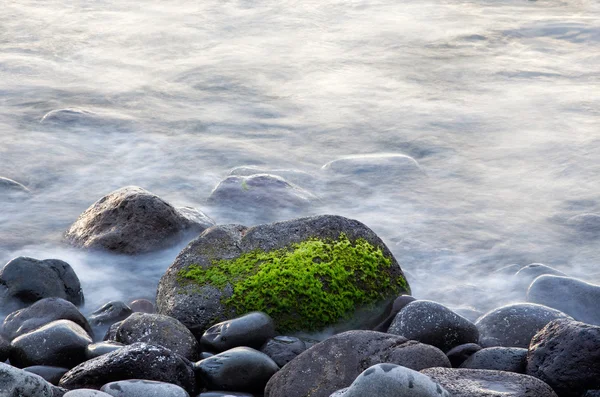 Surf e algas marinhas em uma rocha — Fotografia de Stock