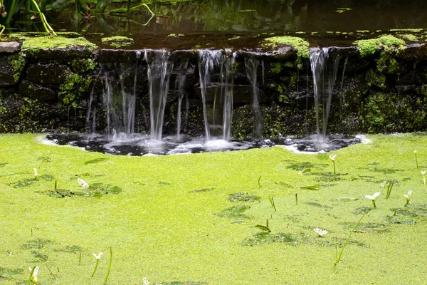 Vodopád v lese a marsh Okřehek — Stock fotografie