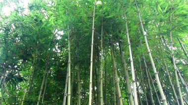 Bambu dalları bir orman