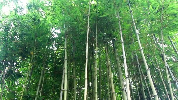 Troncos de bambu a a floresta — Vídeo de Stock