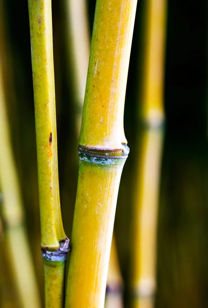 Caules de bambu na floresta — Fotografia de Stock