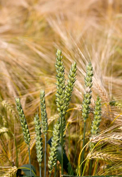 Oren van tarwe in een veld van rogge — Stockfoto