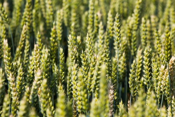 Orecchie di grano giovane sotto il sole — Foto Stock