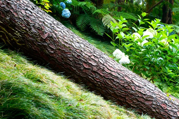 Árvore caída no jardim — Fotografia de Stock