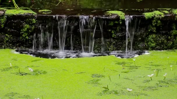 Vodopád v lese a marsh Okřehek — Stock video