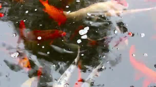 Japonští kapři v rybníku — Stock video