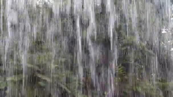 Тропический дождь в джунглях — стоковое видео