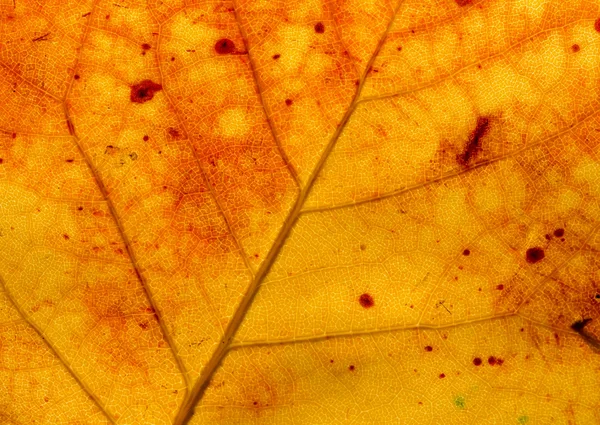 Η επιφάνεια του ένα φθινόπωρο φύλλο στο φως του ήλιου — Φωτογραφία Αρχείου