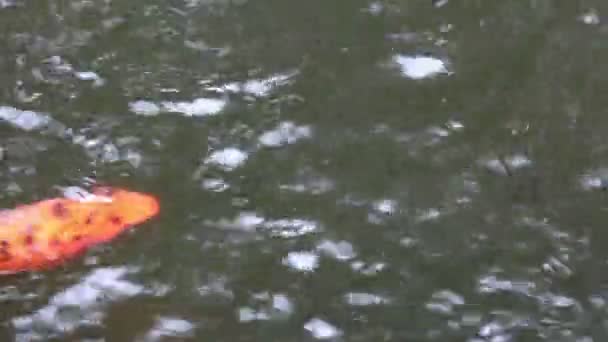 Japanese carps in a pond — Stock Video