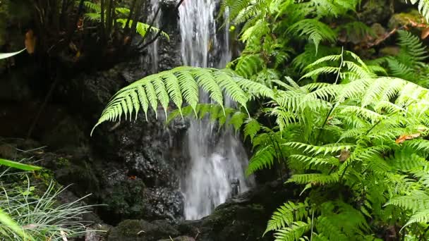 Cachoeira na floresta — Vídeo de Stock