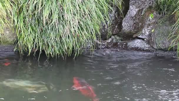 Japanische Karpfen im Teich und kleiner Wasserfall — Stockvideo