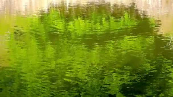 Αντανάκλαση της πράσινα κλαδιά στο ρέοντας νερό — Αρχείο Βίντεο