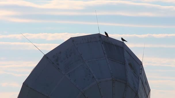 Сидящие птицы на спутниковой тарелке — стоковое видео