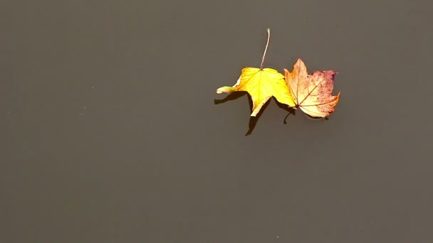 Otoño hojas de arce en el agua — Vídeos de Stock