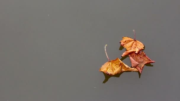 Herbst-Ahornblätter auf Wasser — Stockvideo