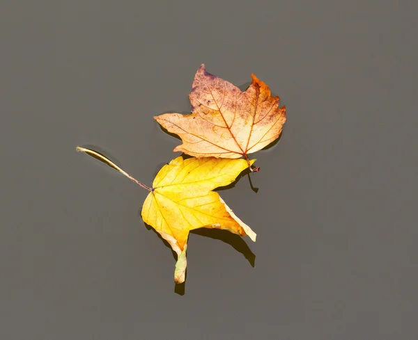 Droge Herfstbladeren op het water — Stockfoto